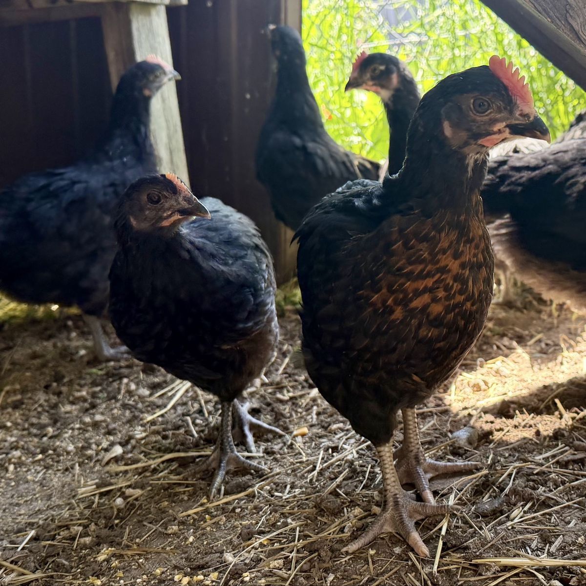 Barnyard Mix Pullets