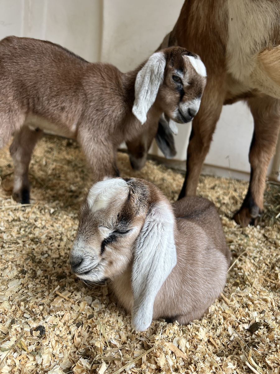 Purebred Nubian Doelings