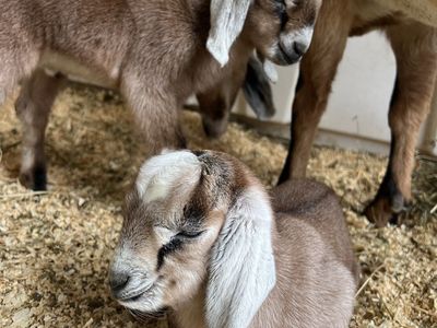 Purebred Nubian Doelings