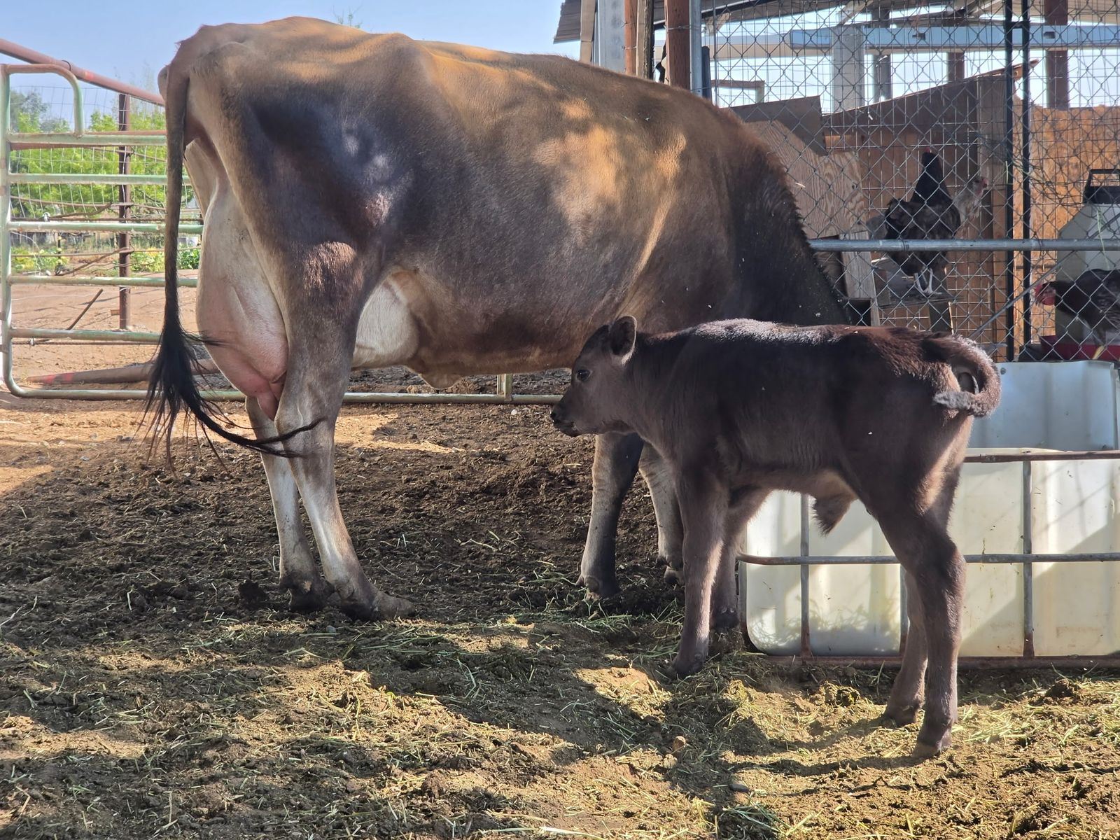 Jersey Milk Cow with Calf Pair