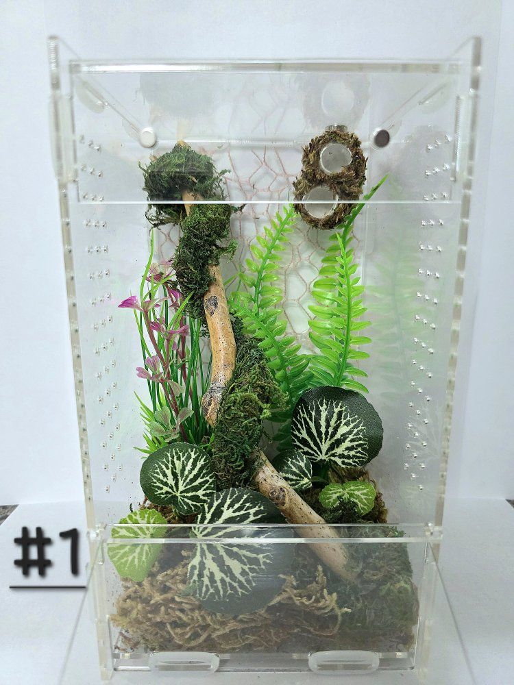 Jumping spider enclosures 