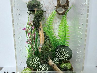 Jumping spider enclosures