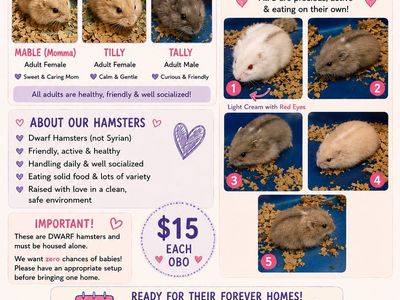 Adult and baby hamsters
