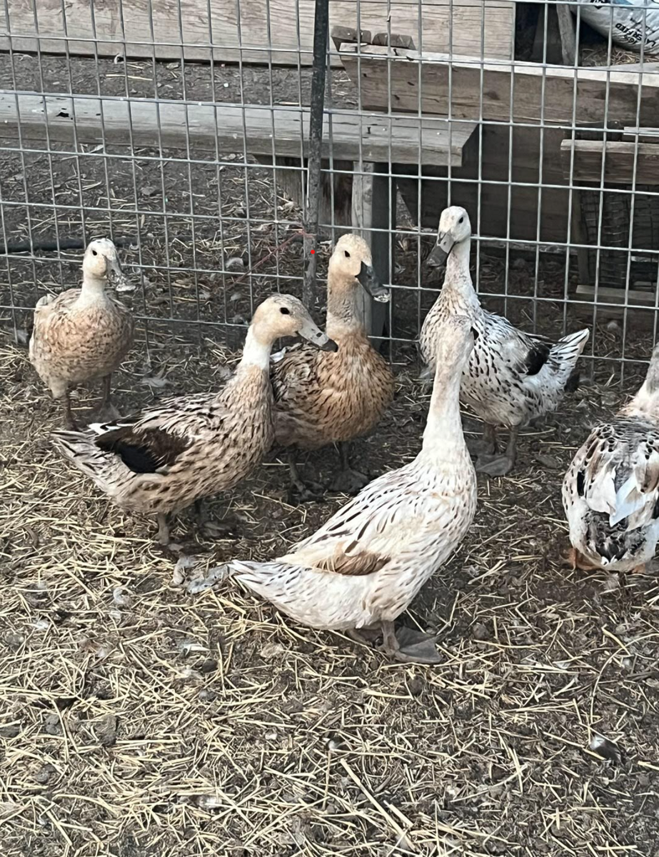 Baby Welsh Harlequin Ducklings or Fertile Eggs