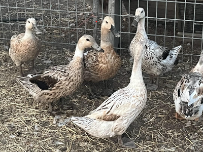 Baby Welsh Harlequin Ducklings or Fertile Eggs