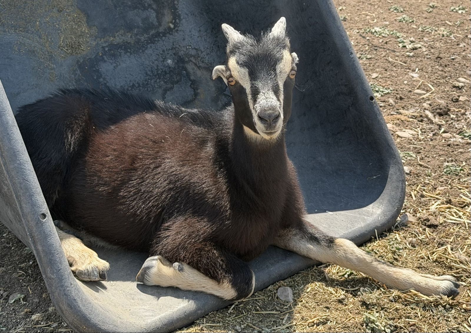 Mini lamancha babies - 1 m, 1 f