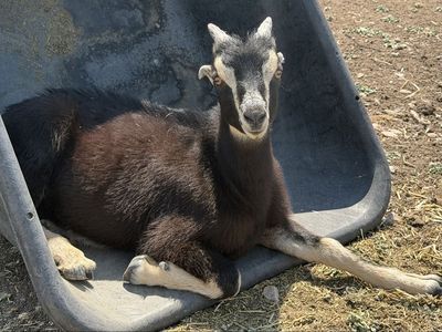 Mini lamancha babies - 1 m, 1 f
