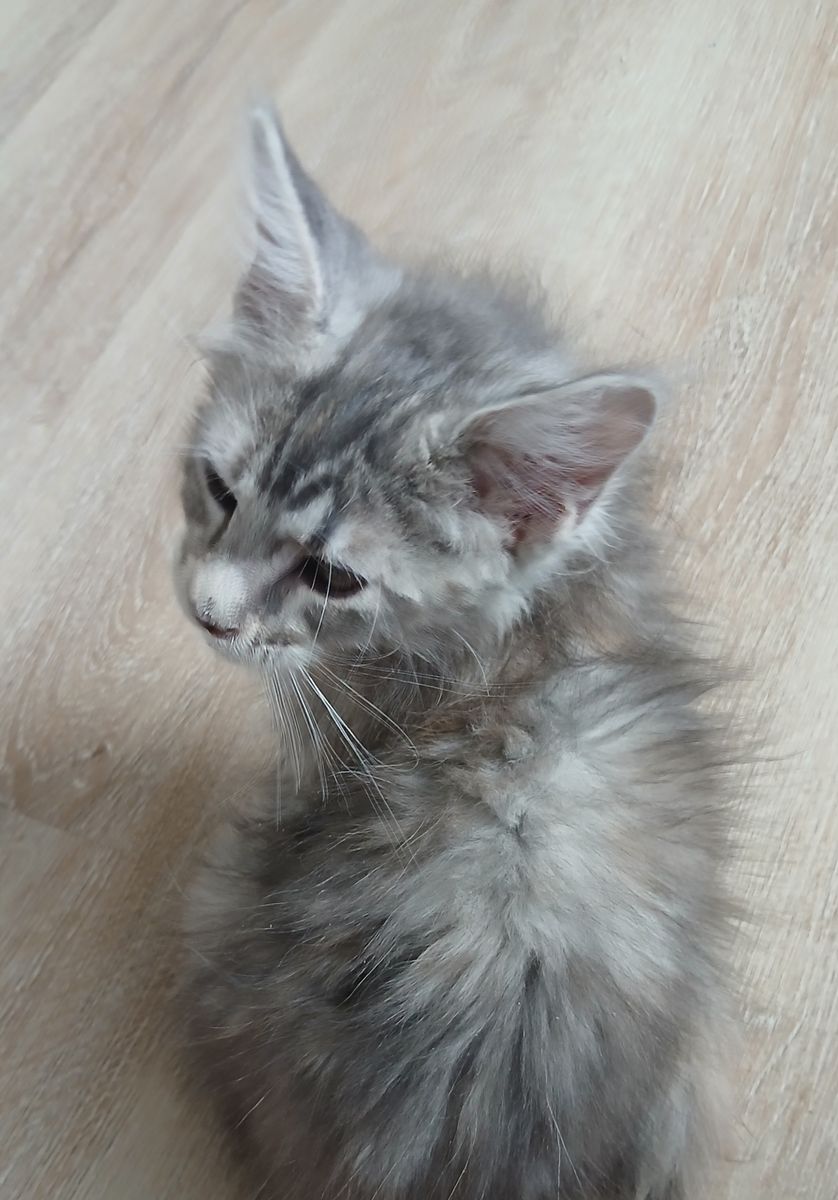 European Maine Coons