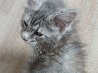 European Maine Coons