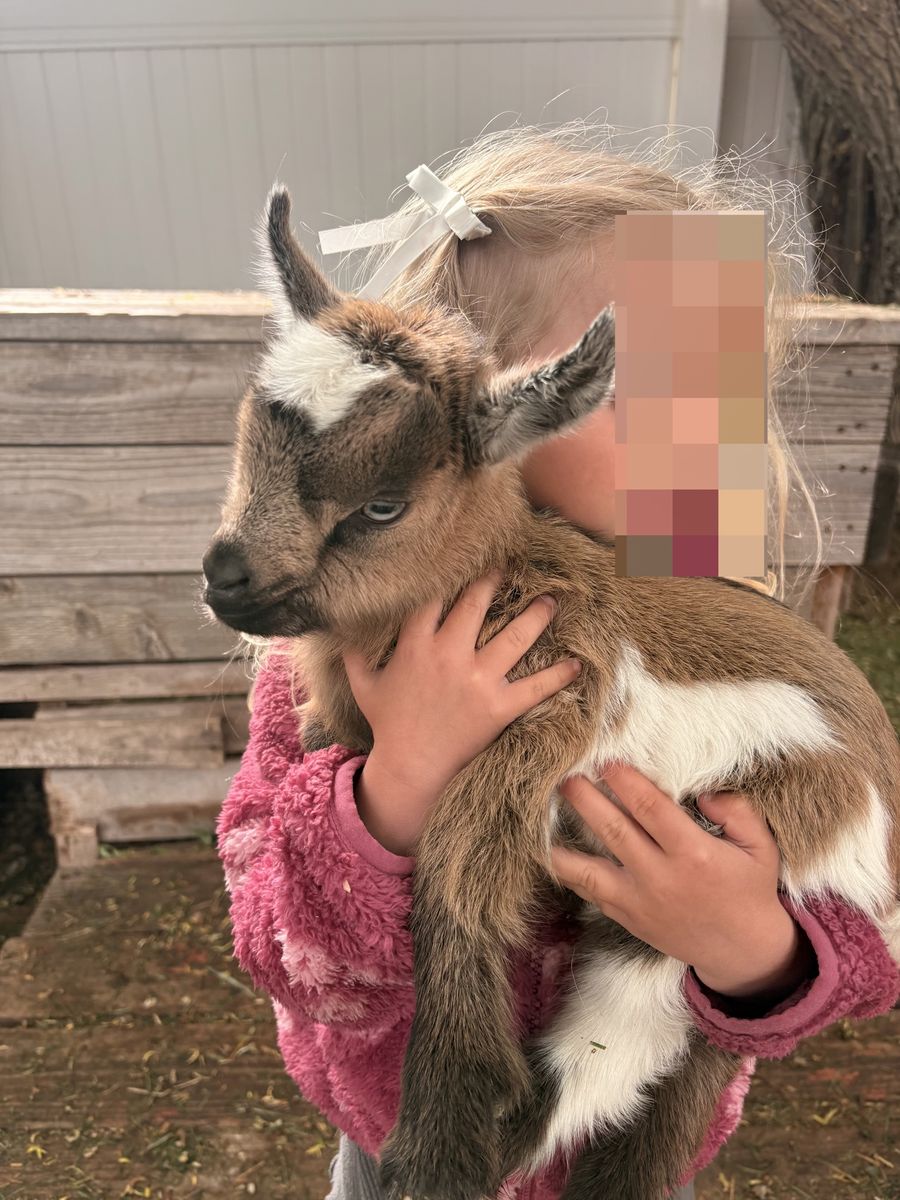 Nigerian Dwarf Kids