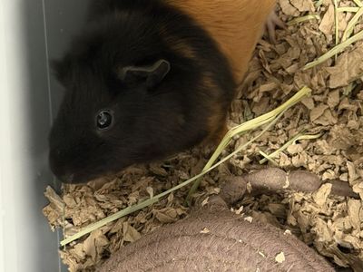 Teddy bear guinea pig