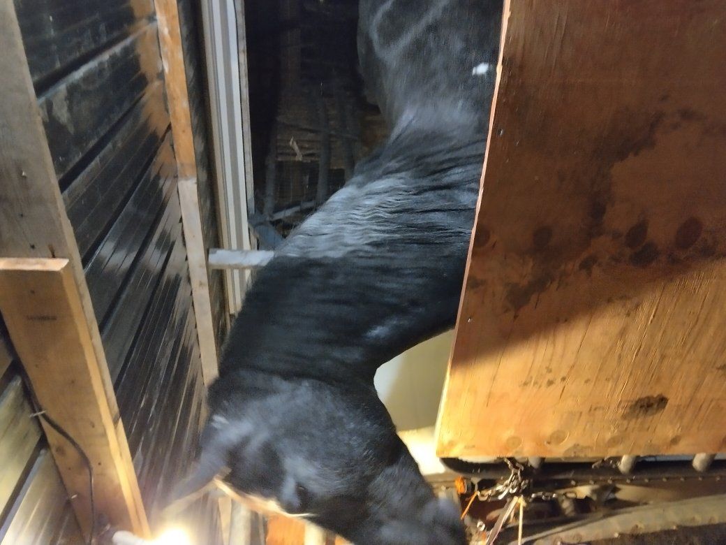 AquaFrisian pregnant mare