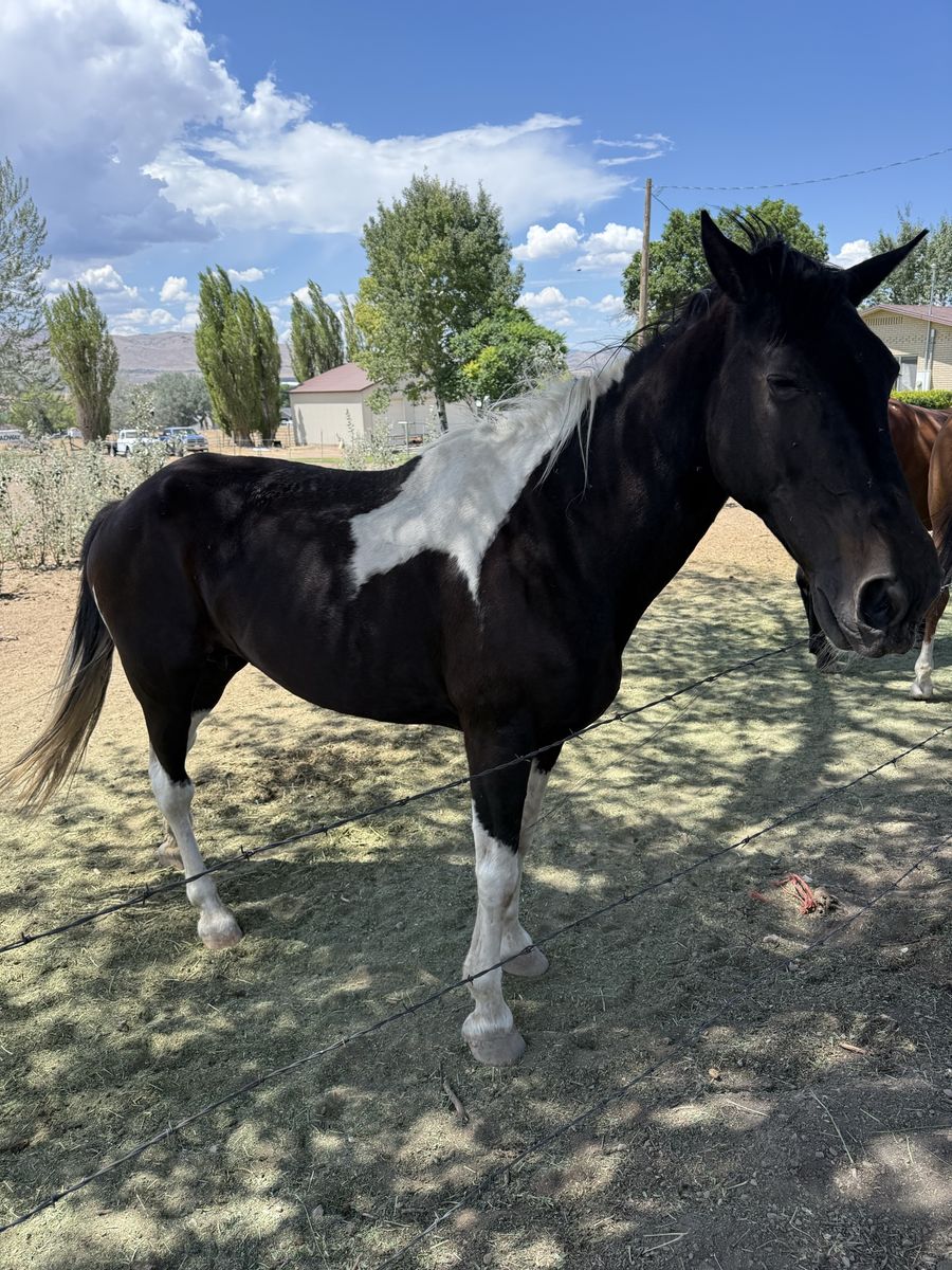 Kids Horse TWH
