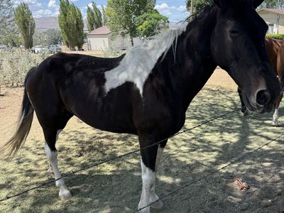 Kids Horse TWH