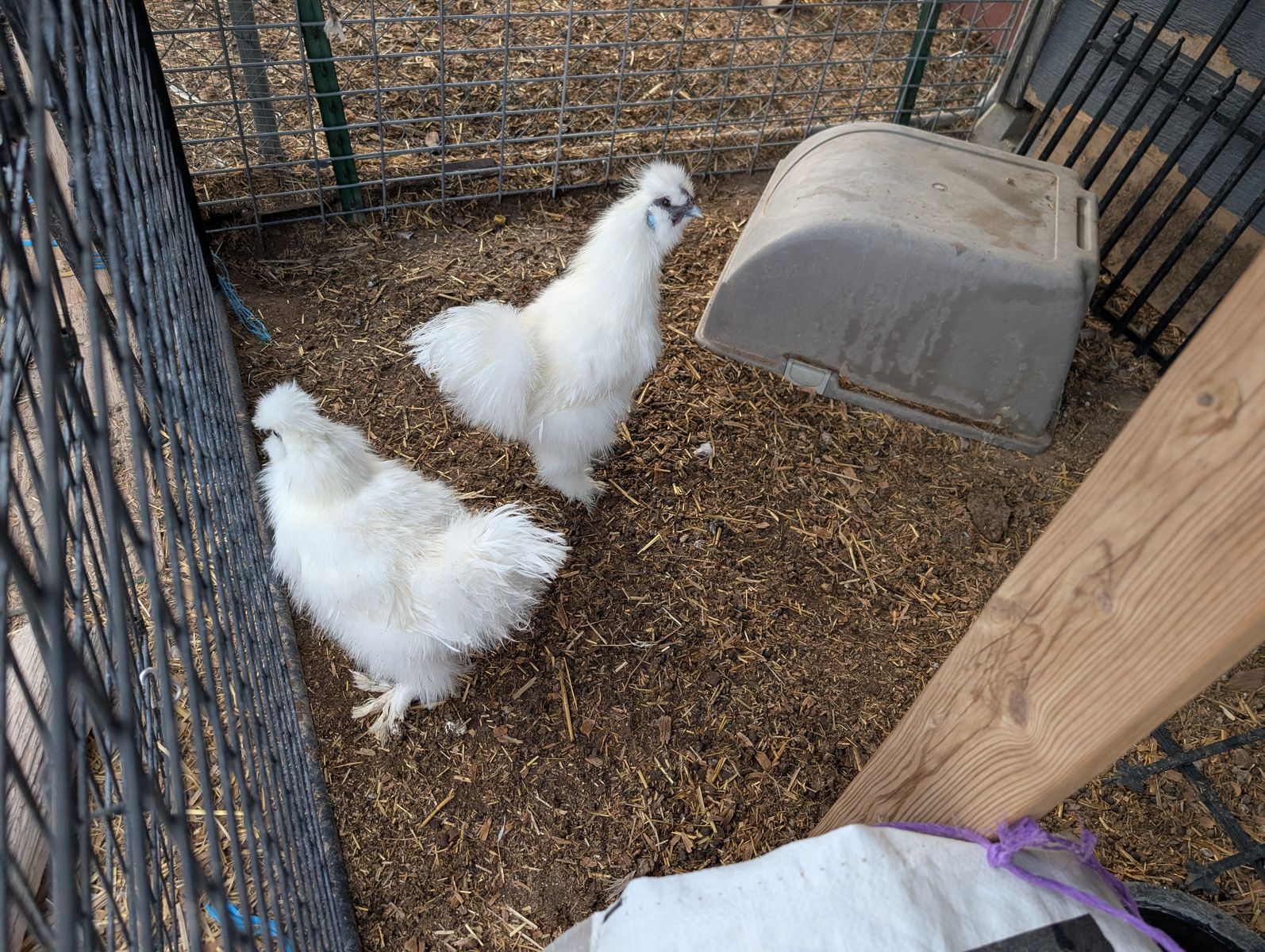 Silky rooster (2 available)
