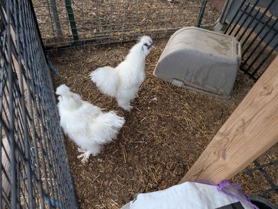 Silky rooster (2 available)