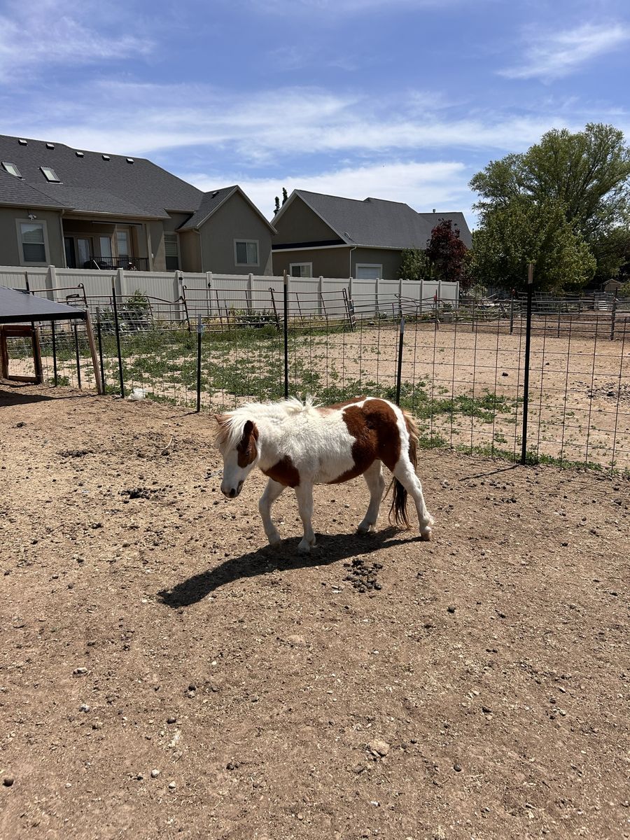 Mini Pony