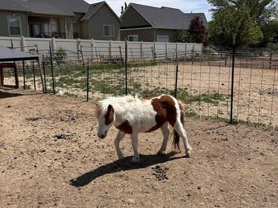 Mini Pony