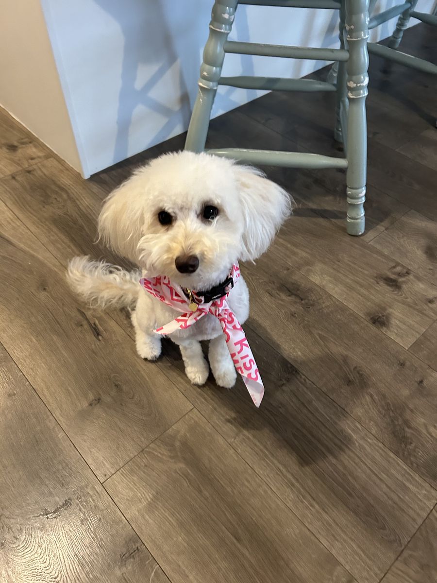 The Softest, Sweetest Aussiedoodle Puppy