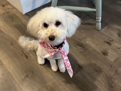 The Softest, Sweetest Aussiedoodle Puppy