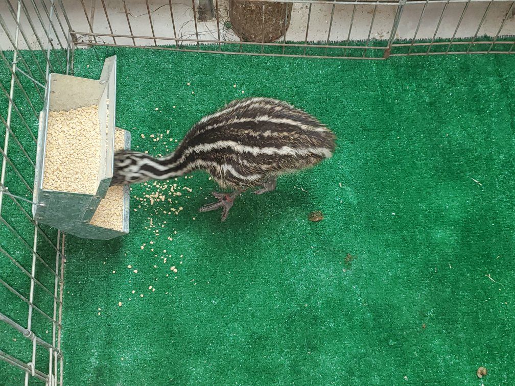 EMU CHICKS