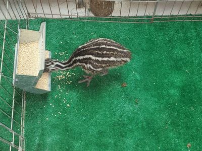 EMU CHICKS