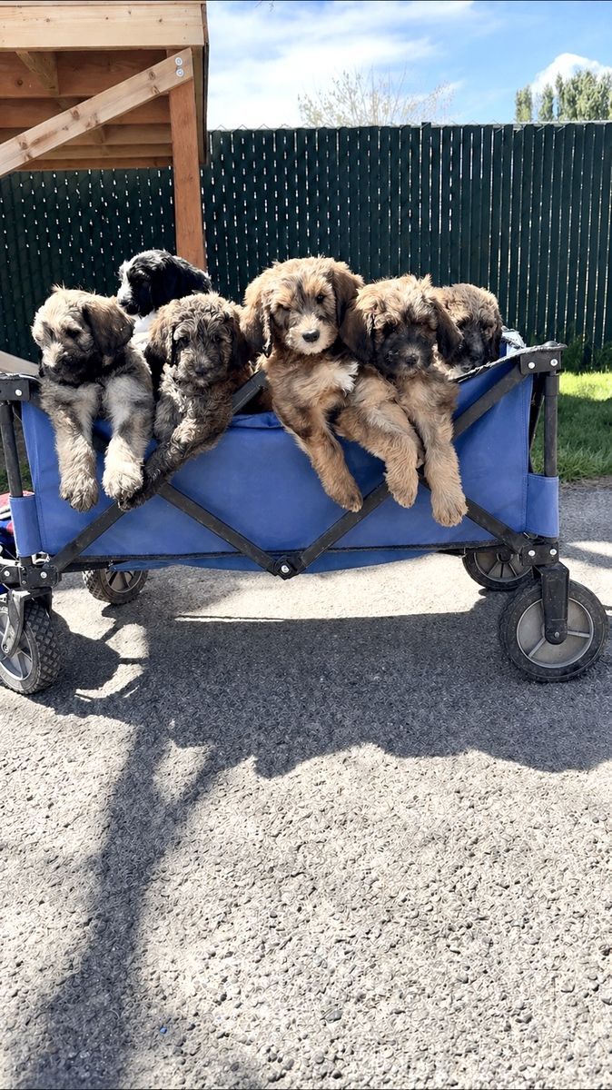 F1B Bernedoodle Puppies – Ready for Their Families 🤍