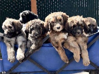 F1B Bernedoodle Puppies – Ready for Their Families 🤍