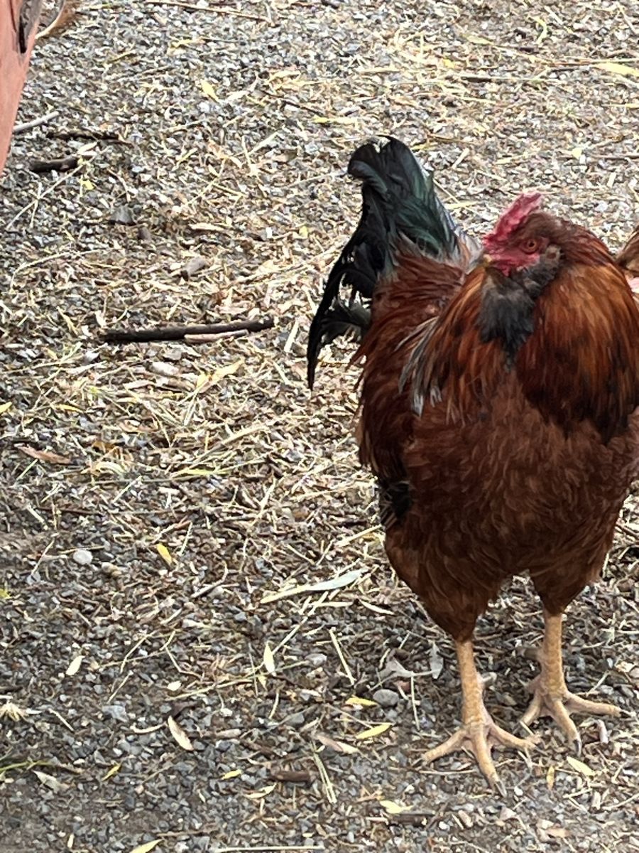 Free Roosters