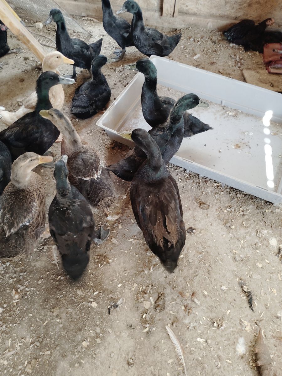 Ducks