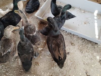 Ducks
