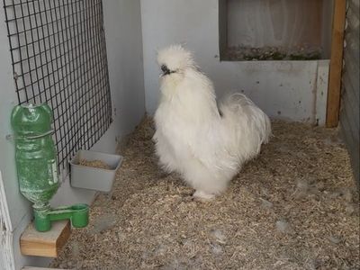 Silkie