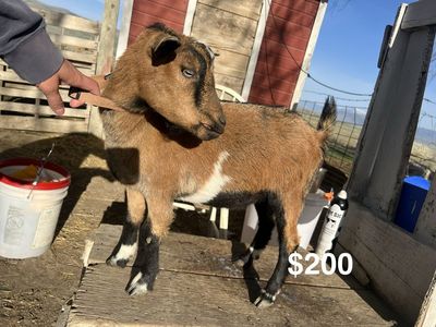 Nigerian Dwarf Doe In Milk