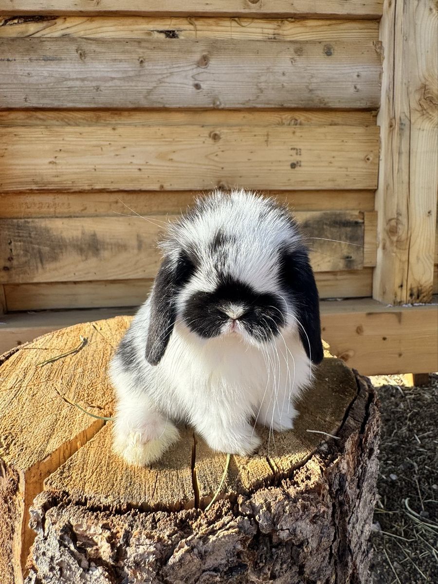 Pedigreed Holland Lop