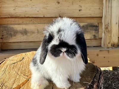 Pedigreed Holland Lop