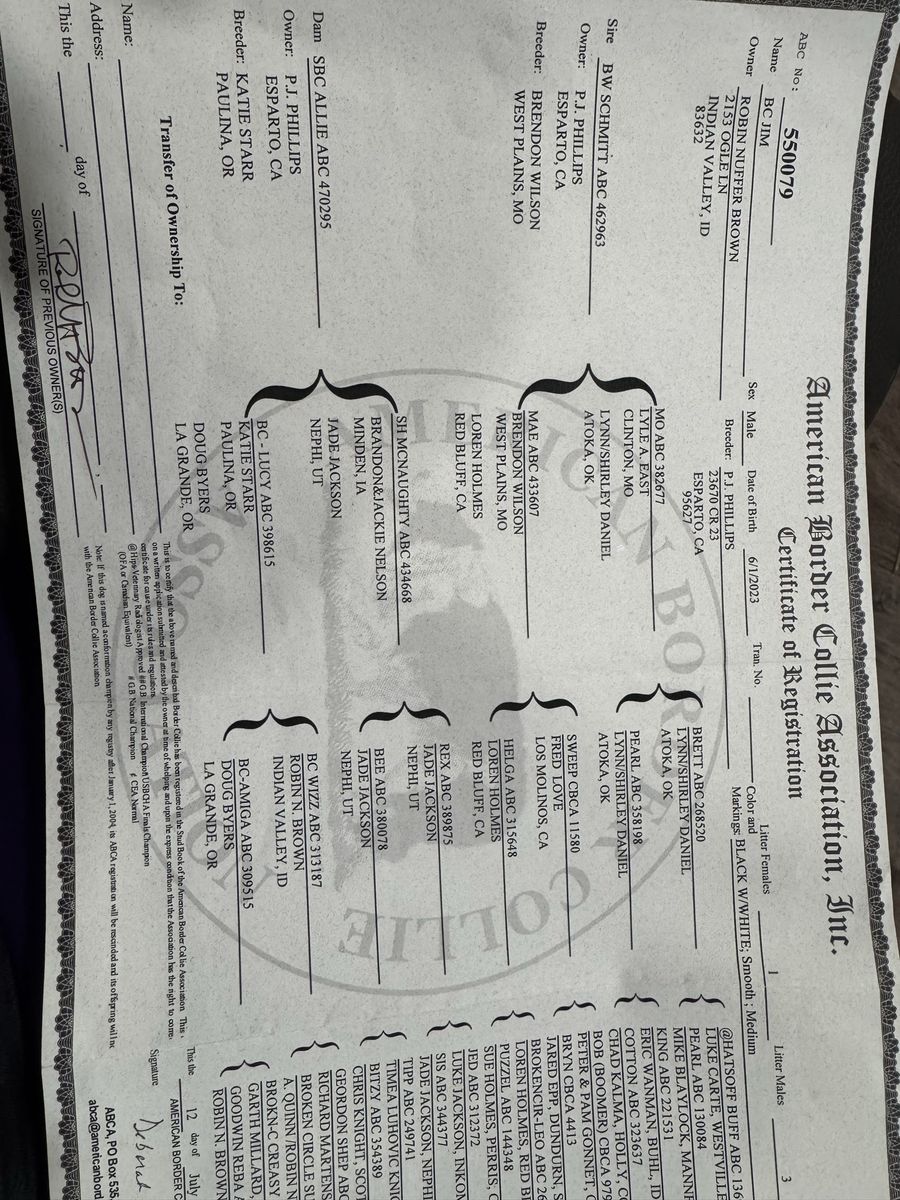3 year old male ABCA Border Collie