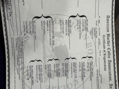 3 year old male ABCA Border Collie