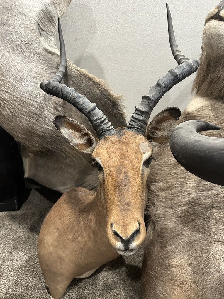 South African Impala Mount