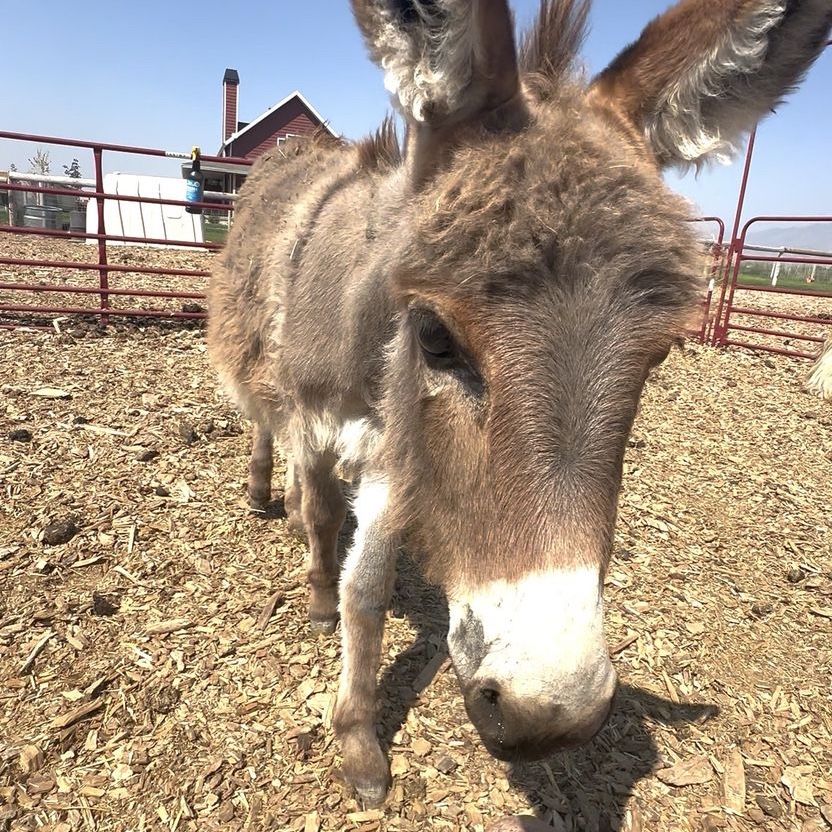 Grey Miniature Donkey Jenny