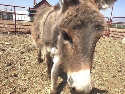 Grey Miniature Donkey Jenny
