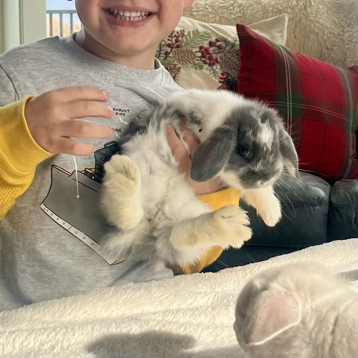 Baby Holland Lop bunny