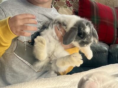 Baby Holland Lop bunny