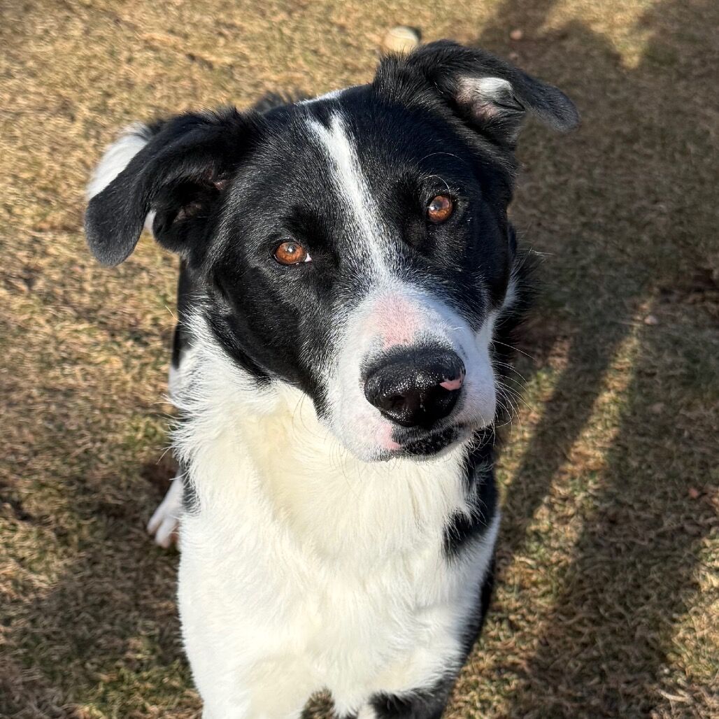 Hello my name is Frankfort