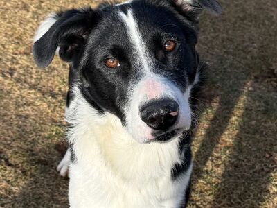 Hello my name is Frankfort