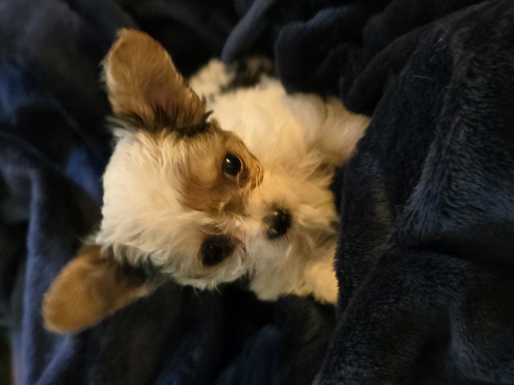 Yorkie Puppy