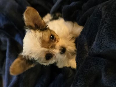 Yorkie Puppy