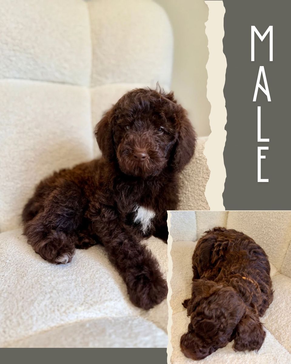 Mini-Medium Goldendoodles