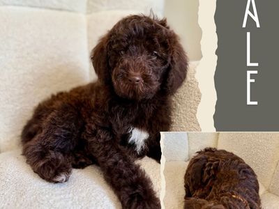 Mini-Medium Goldendoodles
