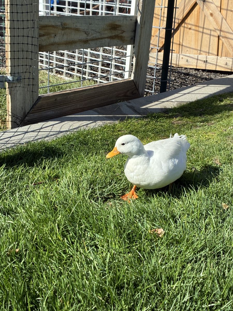 White Call Duck ( male)