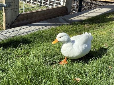White Call Duck ( male)